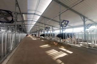 Conception de la structure en acier clair pour la ferme laitière, le boîtier de vache et de bétail