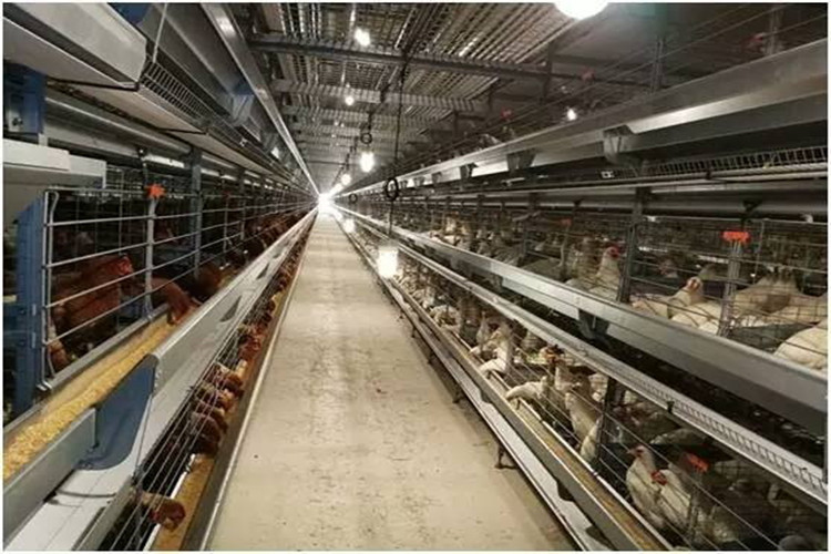 Bâtiment en acier d&#39;agriculture pour la ferme de poulet de couche avec l&#39;équipement de volaille
