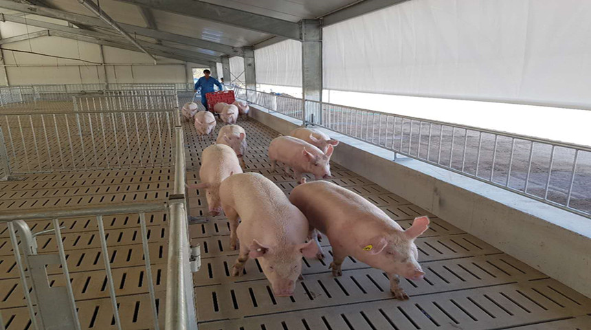 Électronique de semeries alimentant la ferme porcine en Australie