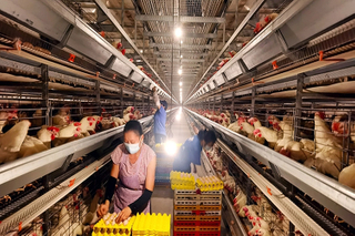Usine de reproduction préfabriquée pour la production d'œufs avec des cages de poulet volaille