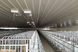 Structure de cadre métallique galvanisé Ferme de porc pour la gestation de porc hangar